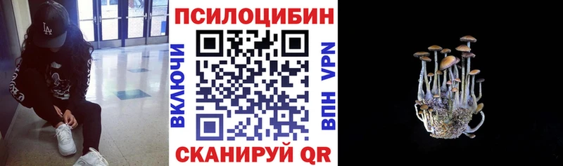 omg ССЫЛКА  Славск  Псилоцибиновые грибы Psilocybine cubensis 